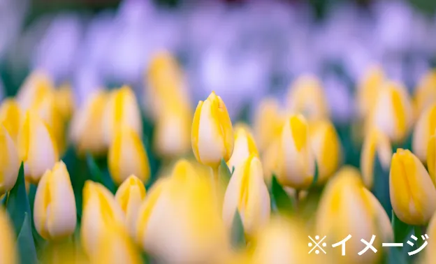 国営アルプスあづみの公園(大町・松川地区)